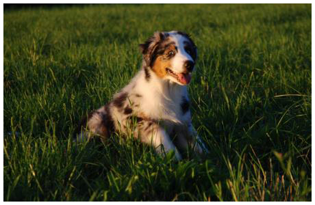 Buffalo Noor Ranch Maddox